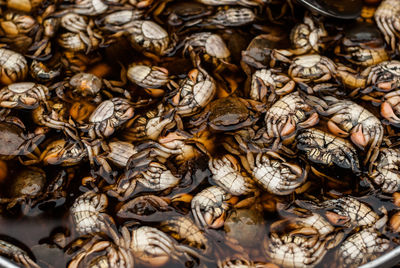 Full frame shot of seafood in market for sale