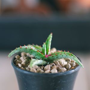 Close-up of potted plant in bowl