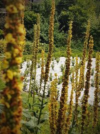 Plants growing in forest