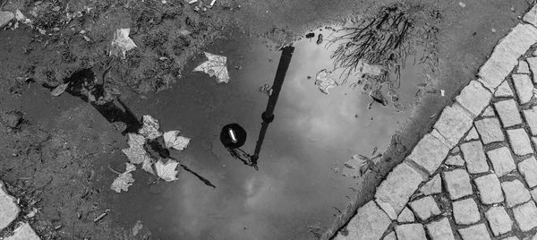 Reflection of trees in puddle