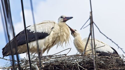 Bird perching on nest against sky