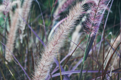 Close-up of purple flower on field