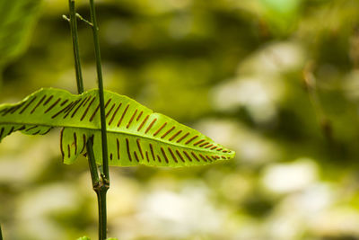 Green tropical plant leave background, macro and close-up