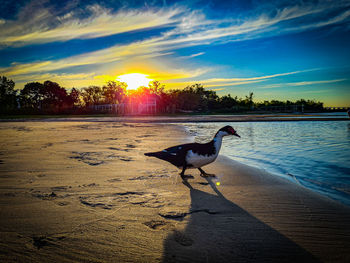 Seagull on a beach