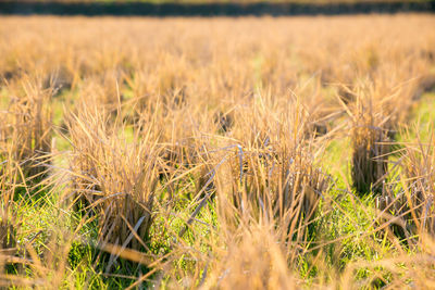 Close-up of wheat field