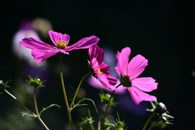 Close-up of pink cosmos flowers against black background