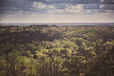 Trees on landscape against sky