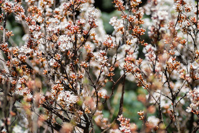 Close-up of cherry blossom