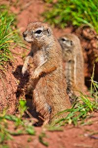 Chipmunk watches his environment with his family