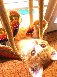 Portrait of cat