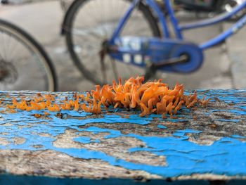 Close-up of autumn leaves on bicycle