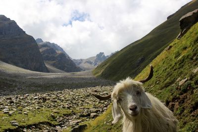 View of a horse on mountain against sky