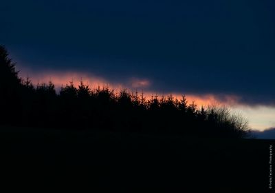 Silhouette of trees at dusk