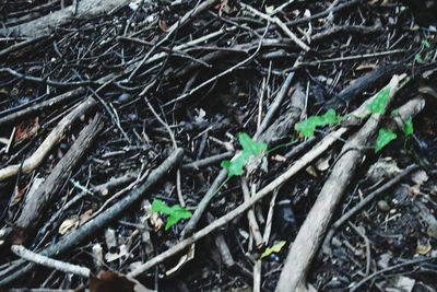 High angle view of plants growing on field