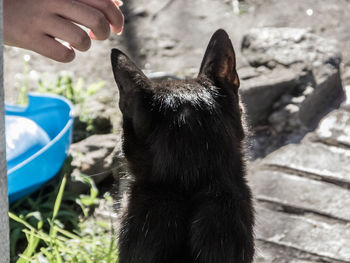 Close-up of hand holding cat