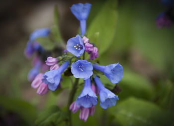 Close-up of wet purple flower