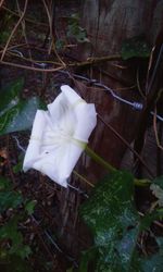 Close-up of white flowers