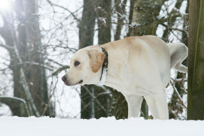 Dog on snow covered land