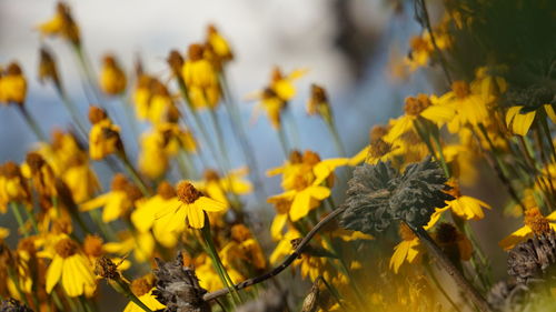 Close-up of yellow flowering plants