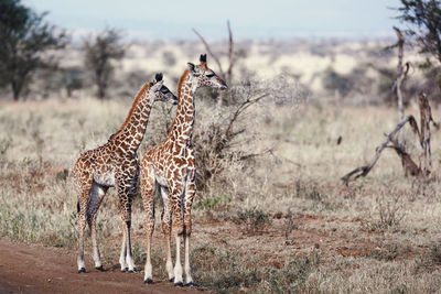 Giraffes on field