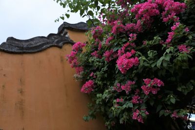 Close-up of pink flowering plant against building