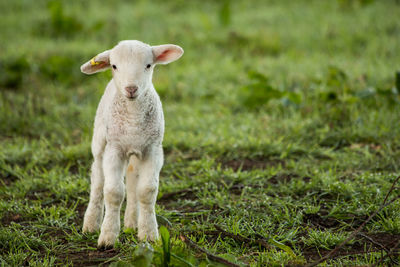 Portrait of an animal on field