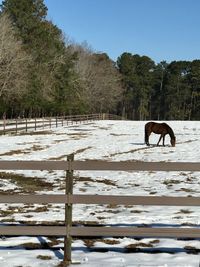 Horse grazing on snow covered land