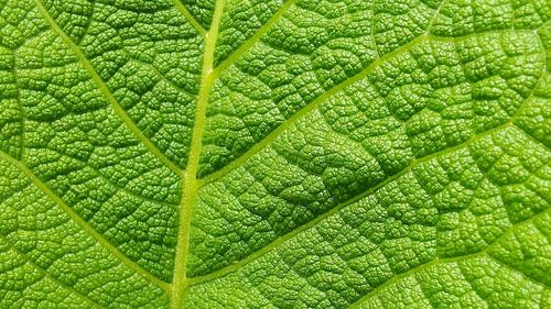 Full frame shot of fresh green leaves