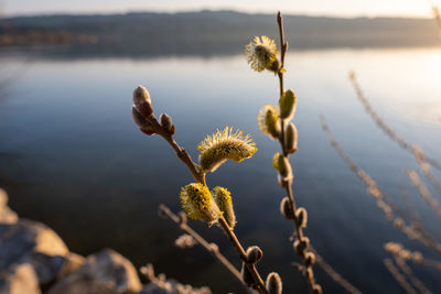 Close-up of wilted plant by lake