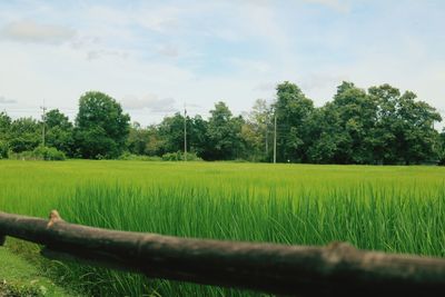 Scenic view of agricultural field against sky