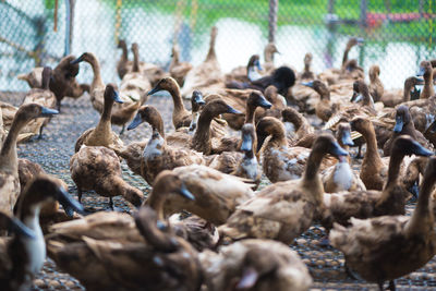 Flock of birds in a city