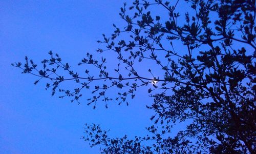 Low angle view of tree against blue sky