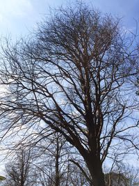 Low angle view of bare trees against sky