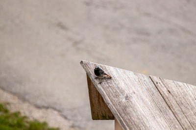 High angle view of an insect on wooden wall