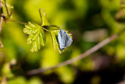 Close-up of butterfly on leaf