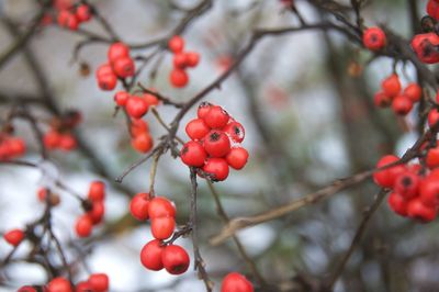 Close-up of red berries growing on tree