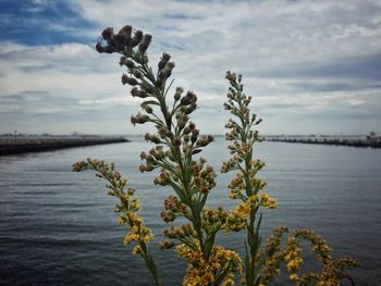 Plants by sea against sky