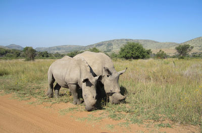 Mother and child rhinos in south africa