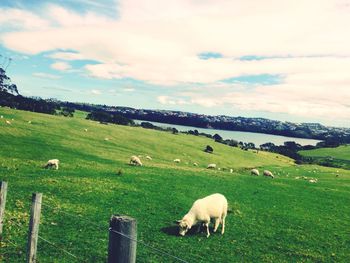 Cows grazing on field against sky