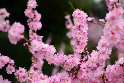 Close-up of pink flowers blooming outdoors