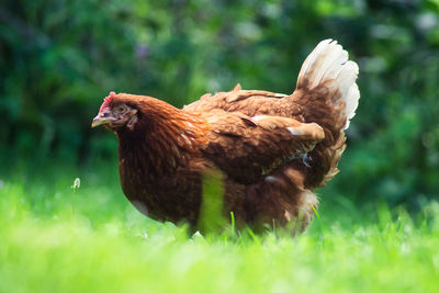 Close-up of a bird on field