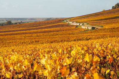 Scenic view of agricultural field against sky. scenic view of vineyards during autumn. 