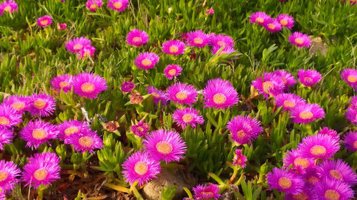 Close-up of pink flowers blooming in field