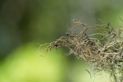 Lichens - sign of clean air quality