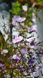 Close-up of pink flowers on tree