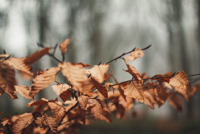 Close-up of dry leaves against blurred background