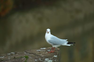 Close-up of seagull perching on rock