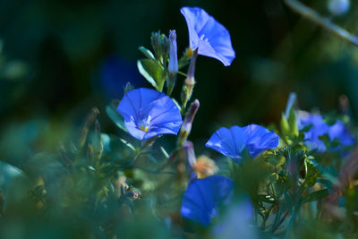 Close-up of purple flowering plants