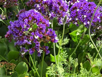 Close-up of purple flowering plants