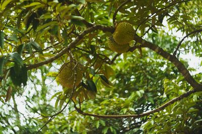 Low angle view of fruits on tree